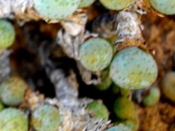 Conophytum jucundum subsp. jucundum leaves