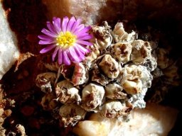 Conophytum marginatum subsp. karamoepense
