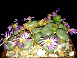 Conophytum minutum var. pearsonii