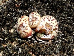 Conophytum obcordellum subsp. obcordellum leaves