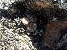 Conophytum obcordellum subsp. obcordellum