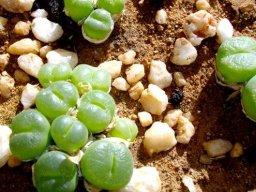 Conophytum subfenestratum