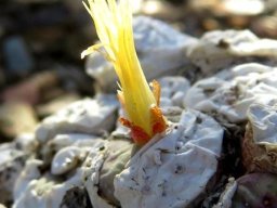 Conophytum truncatum subsp. truncatum fragile but determined