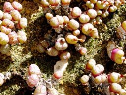 Conophytum truncatum subsp. truncatum var. wiggettiae