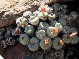 Conophytum truncatum subsp. truncatum leaf spots