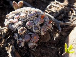Conophytum truncatum subsp. truncatum bearing up