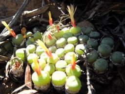 Conophytum truncatum subsp. truncatum dealing with sunshine