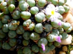 Conophytum velutinum subsp. polyandrum