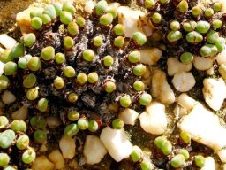 Conophytum velutinum subsp. velutinum bodies spaced