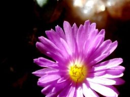 Conophytum velutinum subsp. velutinum