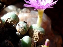 Conophytum velutinum subsp. velutinum