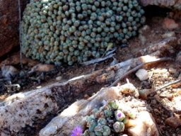 Conophytum velutinum subsp. velutinum