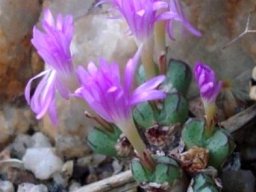 Conophytum violaciflorum