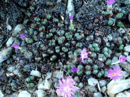 Conophytum violaciflorum