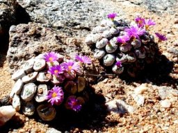 Conophytum wettsteinii on rocky ground
