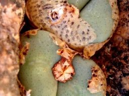Conophytum wettsteinii capsule