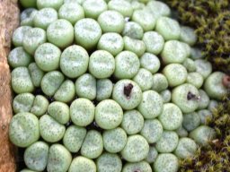 Conophytum truncatum subsp. truncatum
