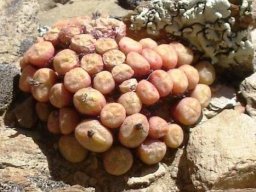 Conophytum joubertii