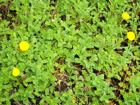Cotula lineariloba