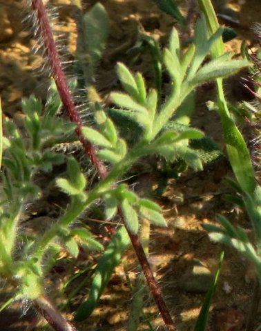 Cotula microglossa leaves