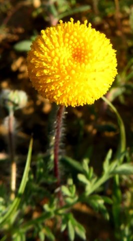 Cotula microglossa flowerhead
