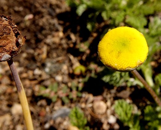 Cotula sericea flowerhead young and half old