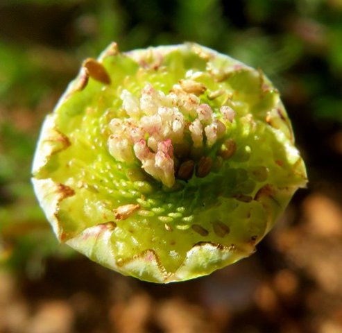 Cotula turbinata ripening fruit