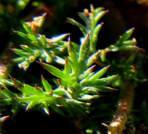 Cotula turbinata leaves