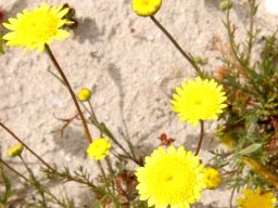 Cotula duckittiae