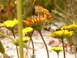Cotula duckittiae old flowerhead