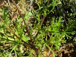 Cotula laxa leaves