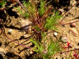 Cotula laxa bud with star