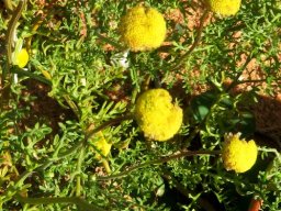 Cotula leptalea