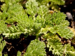 Cotula sericea leaves