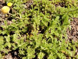 Cotula sericea