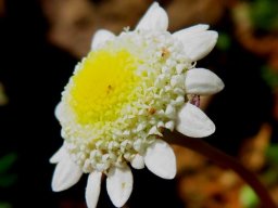 Cotula turbinata three types of florets