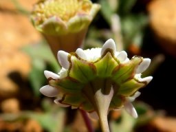 Cotula turbinata flowerhead from behind