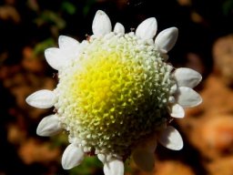 Cotula turbinata flowerhead
