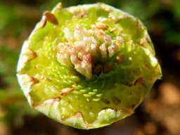 Cotula turbinata ripening fruit