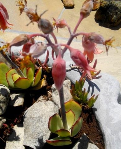 Cotyledon orbiculata var. orbiculata