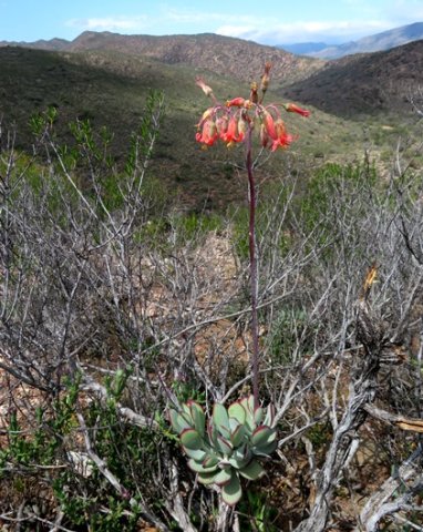 Cotyledon orbiculata
