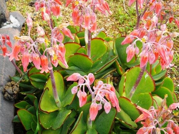 Cotyledon orbiculata var. oblonga &quot;Macrantha&quot;
