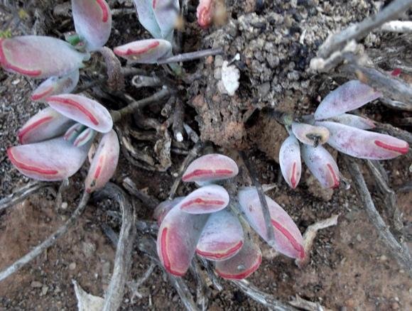 Cotyledon papillaris getting on in years