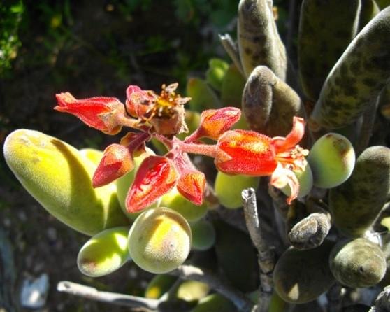Cotyledon tomentosa subsp. ladismithiensis flowers