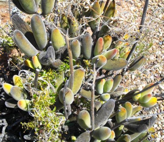 Cotyledon tomentosa subsp. ladismithiensis
