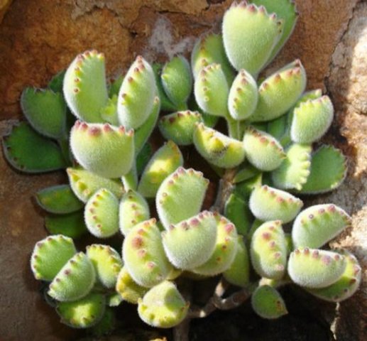 Cotyledon tomentosa subsp. tomentosa