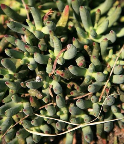 Cotyledon orbiculata var. orbiculata
