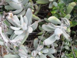 Cotyledon papillaris grey leaves