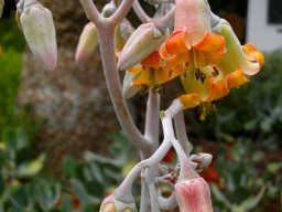 Cotyledon orbiculata orange inside
