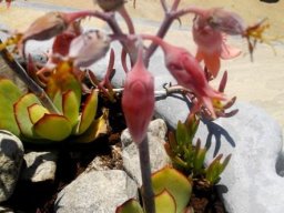 Cotyledon orbiculata var. orbiculata